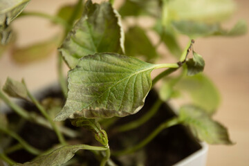Spider mite colony and wed on home plant. Plant disease image