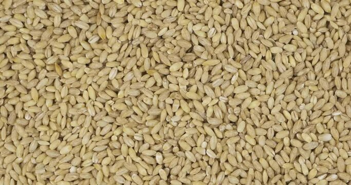 Whole pearl barley grain background, texture. Rotation and zoom out of grain background.