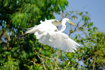 Beautiful birds on a lake in Brazil with natural light