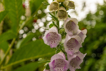 pink foxglove in springtime © Pierre