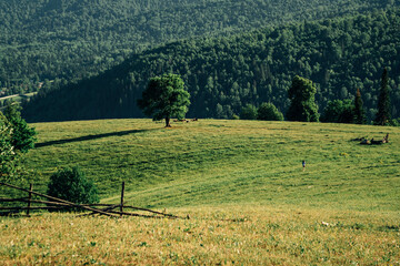 Green hill with one tree. Walk in the meadow. Telephoto shot. © Timur