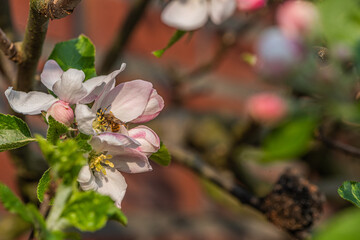 apple tree blossom in spring