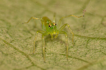 Macro, a beautiful world of textures and colors