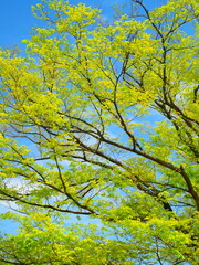 Fototapeta premium 春の公園の芽吹きの欅と青空風景