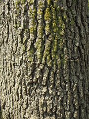 春の公園のモミジバフウの幹