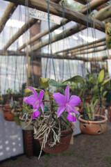 Fototapeta na wymiar Beautiful pink orchid in a suspended pot