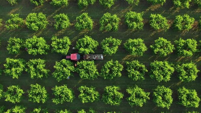 Tractor moving through a fruit orchard at sunrise with people picking peaches as camera descends upon the trailer.