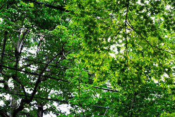 Summer green, green background, 夏の風景、夏の日陰