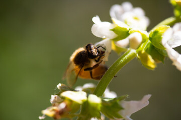 Macro shot of bee in basil flowers
