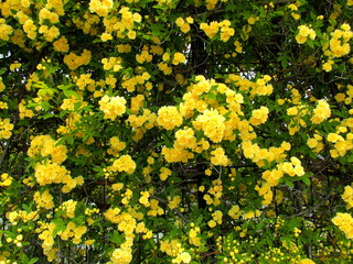 フェンスに咲く春のモッコウバラ