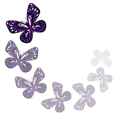 Obraz premium Blue butterflies on white background