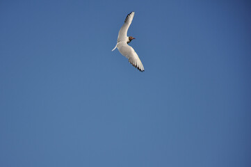Seagull against the blue sky. Birds, animals, nature