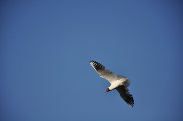 Seagull against the blue sky. Birds, animals, nature