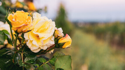 yellow flowers in the field