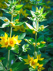 Obraz premium verbena Lysimachia blooms in summer with yellow flower