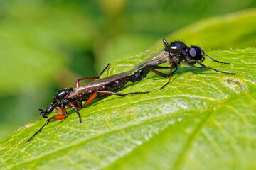 March flies mating in summer.