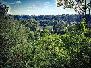 Fototapeta premium trees in the forest