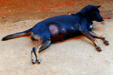 The breast of the black dog Being pregnant