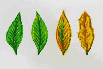 Aging, death, beginning and end of life, concept: A green leaf that ages until it withers and dies. Rustic design, with bright colors. Importance of palliative care.