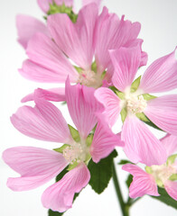 Naklejka na ściany i meble Branch of pink five-leafed flowers on a white background