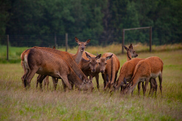 Naklejka na ściany i meble Deer graze in the meadow with their young