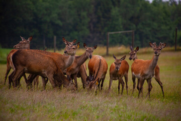 Naklejka na ściany i meble Deer graze in the meadow with their young