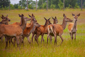 Deer graze in the meadow with their young