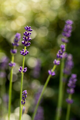Beautiful isolated lavender with bokeh in the background portrait orientation