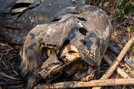 The carcass of wild elephants being hunted for ivory.