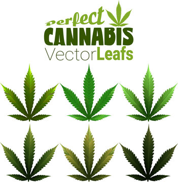 Perfect Cannabis Leafs in Vector