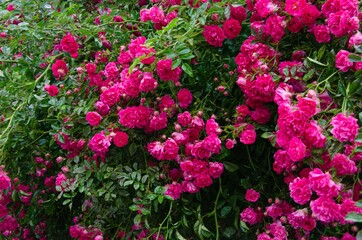 Large bush with pink roses, many small pink roses nearby
