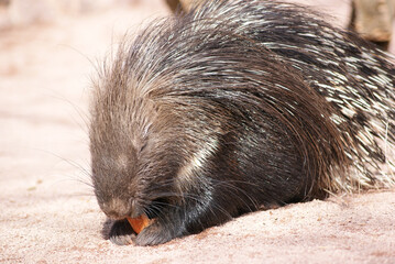 Stachelschwein frisst eine Möhre