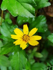 yellow flower 