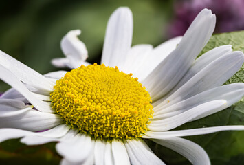 Close up of a daisy in the meadow