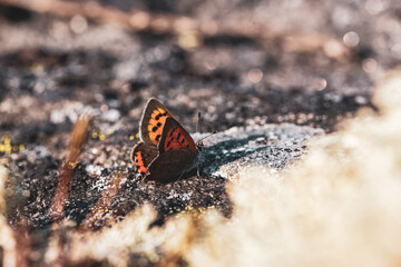 Brown Argus sitting on a rock