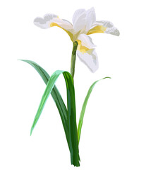 
White iris flower isolated on a white background. Realistic vector illustration.