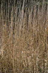 Fototapeta premium Vertical image with golden reed on black background