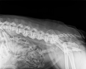 Digital X-ray of an older dog with severe Spondylosis deformans of the spine and is characterized...