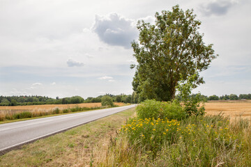 Road among fields in early summer