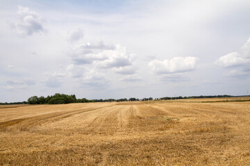 Fototapeta premium Field after harvest under a cloudy sky