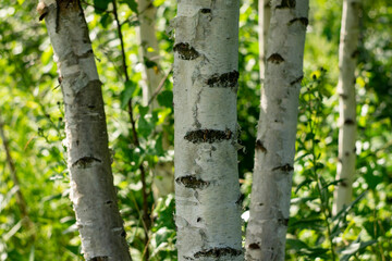 Obraz premium Trunks of young white birches on a sunny summer day