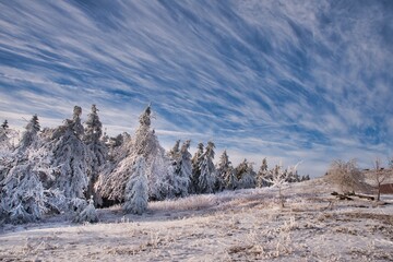 frostig verschneiter Wald im Winter