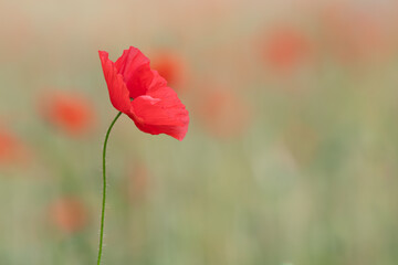 poppy in the field