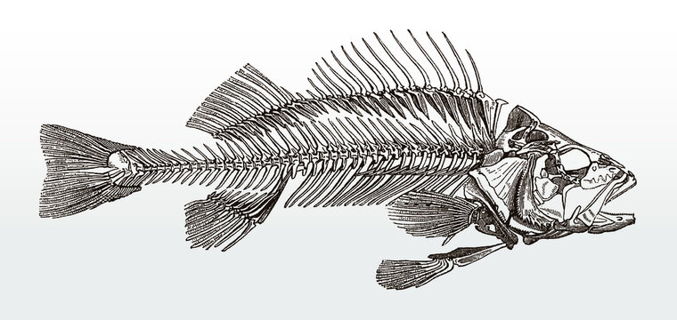 Skeleton of perch in side view, after antique illustration from 19th century