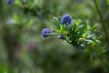 Macro shot of a Californian lilac (ceanothus) flower in bloom. narrow depth of field