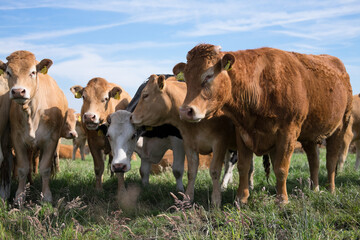 Beef Cows in a green meadow against a blue sky