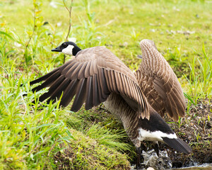  Canadian Geese Stock Photos.  Canadian Goose with spread wings. Image. Picture. Portrait.