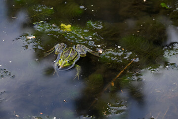 Rana Esculent, green frog swimming in a pond full of weeds