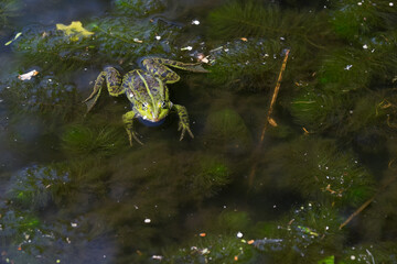 Rana Esculent, green frog swimming in a pond full of weeds