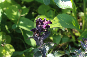 Fototapeta premium Bartsia alpina, known as alpine bartsia or velvetbells